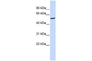 WB Suggested Anti-GABRB2 Antibody Titration:  0. (GABRB2 antibody  (N-Term))