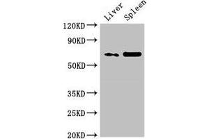 Western Blot Positive WB detected in: Rat liver tissue, Rat spleen tissue All lanes: PRSS56 antibody at 3 μg/mL Secondary Goat polyclonal to rabbit IgG at 1/50000 dilution Predicted band size: 65 kDa Observed band size: 65 kDa (PRSS56 antibody  (AA 36-116))