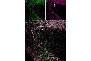 Multiplex staining of Neurexin 1α and GABA(A) ε Receptor in mouse cerebellumImmunohistochemical staining of rat cerebellum frozen section using Anti-Neurexin 1α (extracellular)-ATTO Fluor-488 Antibody (ABIN7043358) and Anti-GABA(A) ε Receptor (GABRE) (extracellular)-ATTO Fluor-633 Antibody (ABIN7582029).