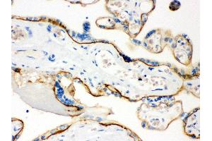 Anti- CD55 Picoband antibody, IHC(P) IHC(P): Human Placenta Tissue