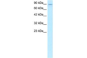 WB Suggested Anti-KIF5B Antibody Titration:  0. (KIF5B antibody  (C-Term))