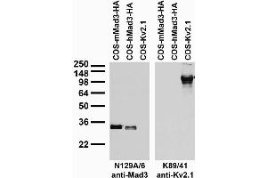 Transfected cell immunoblot: extracts of COS cells transiently transfected with HA-tagged mouse and human Mad3 ( mMad3 and hMad3, respectively) and untagged Kv2.