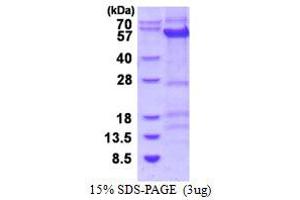 Image no. 1 for Cyclin B1 (CCNB1) protein (His tag) (ABIN6386988) (Cyclin B1 Protein (CCNB1) (His tag))