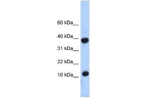 Western Blotting (WB) image for anti-Pterin-4 alpha-Carbinolamine Dehydratase/dimerization Cofactor of Hepatocyte Nuclear Factor 1 alpha (PCBD1) (N-Term) antibody (ABIN2779650)