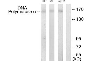 Western blot analysis of extracts from Jurkat cells, 293 cells and HepG2 cells, using DNA Polymerase α antibody. (POLA1 antibody)