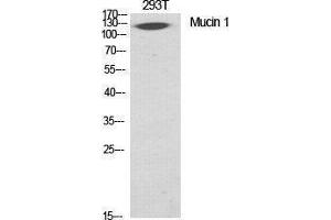 Western Blotting (WB) image for anti-Mucin 1 (MUC1) (Ser92) antibody (ABIN3185711) (MUC1 antibody  (Ser92))