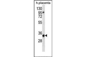 Western blot analysis of OR6N2 Antibody (C-term) in human placenta tissue lysates (35ug/lane). (OR6N2 antibody  (C-Term))