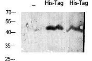 Western Blot (WB) analysis using His-tag Polyclonal Antibody against HEK293 cells transfected with vector overexpressing His tag (1) and untransfected (2).