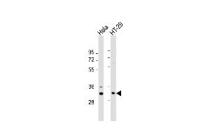 All lanes : Anti-GNB2L1 Antibody (K44) at 1:1000 dilution Lane 1: Hela whole cell lysate Lane 2: HT-29 whole cell lysate Lysates/proteins at 20 μg per lane. (GNB2L1 antibody  (N-Term))