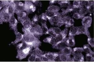 Immunofluorescence staining of ES-2 cells (Human ovary clear cell carcinoma, ATCC CRL-1978). (GOLGA5 antibody  (AA 510-713))