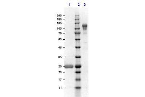 SDS-PAGE results of Goat F(ab')2 Anti-MOUSE IgG F(c) Antibody Min X Bv, Hs, & Hu Serum Proteins. (Goat anti-Mouse IgG (Fc Region) Antibody - Preadsorbed)