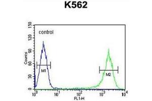 Flow cytometric analysis of K562 cells using GAGE7 Antibody (C-term) Cat. (G Antigen 7 antibody  (C-Term))