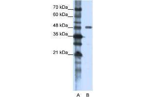 WB Suggested Anti-PPP1R8 Antibody Titration:  1. (PPP1R8 antibody  (N-Term))