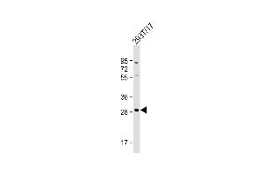 Anti-RRAGD Antibody (Center) at 1:1000 dilution + 293T/17 whole cell lysate Lysates/proteins at 20 μg per lane. (RRAGD antibody  (AA 171-199))