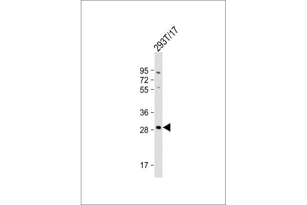 RRAGD antibody  (AA 171-199)