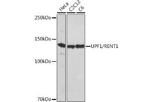 Western blot analysis of extracts of various cell lines, using UPF1/RENT1 Rabbit mAb (ABIN7271226) at 1:1000 dilution. (RENT1/UPF1 antibody)