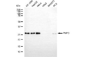 Western blotting analysis using PNPO antibody (ABIN7800075).