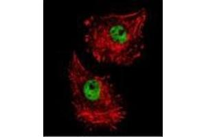 Confocal immunofluorescent analysis of FUS Antibody (C-term) Cat. (FUS antibody  (C-Term))