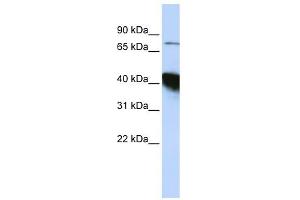 KIAA0427 antibody used at 1 ug/ml to detect target protein.