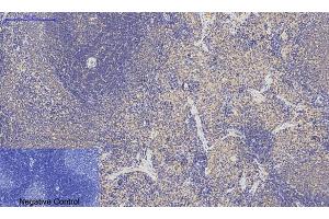 Immunohistochemical analysis of paraffin-embedded rat spleen tissue. (p53 antibody)