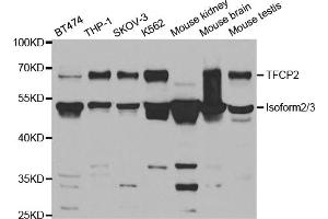 Western blot analysis of extracts of various cell lines, using TFCP2 antibody (ABIN5973236) at 1/1000 dilution. (TFCP2 antibody)