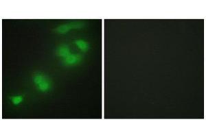 Immunofluorescence (IF) image for anti-CREB/ATF BZIP Transcription Factor (CREBZF) (C-Term) antibody (ABIN1850002) (CREBZF antibody  (C-Term))
