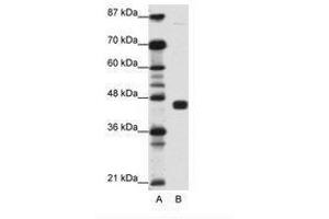 Image no. 1 for anti-Peroxisome Proliferator-Activated Receptor gamma (PPARG) (N-Term) antibody (ABIN202682) (PPARG antibody  (N-Term))