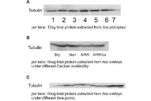 Western Blotting (WB) image for anti-Tubulin alpha Chain (TUB1) antibody (ABIN7477855) (Tubulin alpha Chain (TUB1) antibody)