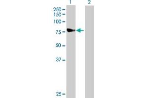 Western Blot analysis of NDUFS1 expression in transfected 293T cell line by NDUFS1 MaxPab polyclonal antibody.