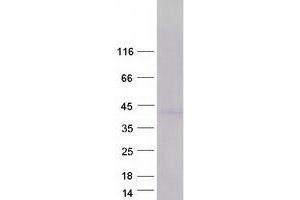 Validation with Western Blot (CD300LG Protein (Transcript Variant 3) (Myc-DYKDDDDK Tag))