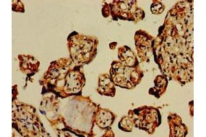 Immunohistochemistry of paraffin-embedded human placenta tissue using ABIN7154264 at dilution of 1:100 (GPC1 antibody  (AA 342-530))