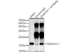Immunoprecipitation analysis of 300 μg extracts of HeLa cells using 3 μg Stathmin 1 antibody (ABIN1678518, ABIN3018873, ABIN3018874 and ABIN7101680). (Stathmin 1 antibody)