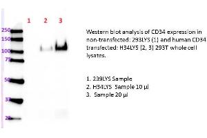 Image no. 1 for CD34 (human): 293T Lysate (ABIN1112257) (CD34 (human): 293T Lysate)