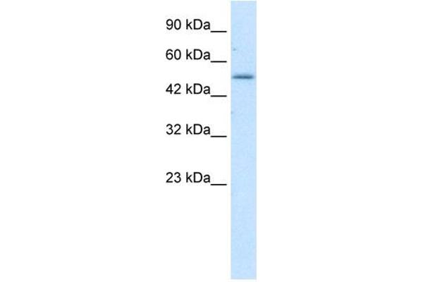ZNF683 antibody  (N-Term)