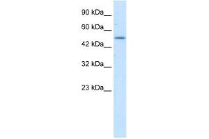 WB Suggested Anti-ZNF683 Antibody Titration:  1. (ZNF683 antibody  (N-Term))