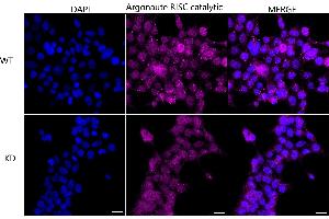 anti-Argonaute 2 (AGO2) antibody