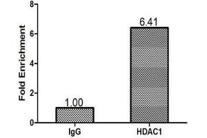 Immunohistochemistry (IHC) image for anti-Histone Deacetylase 1 (HDAC1) (AA 1-482) antibody (ABIN7155301)