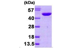 SDS-PAGE (SDS) image for N-Myc Downstream Regulated 1 (NDRG1) (AA 1-394) protein (His tag) (ABIN666891)