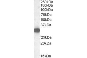 Image no. 1 for anti-Monoglyceride Lipase (MGLL) (Internal Region) antibody (ABIN375108)