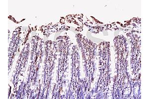 Formalin-fixed and paraffin embedded rat small intestine labeled Anti-NRP1/CD304 Polyclonal Antibody, Unconjugated (ABIN671991) at 1:200, followed by conjugation to the secondary antibody and DAB staining (Neuropilin 1 antibody  (AA 851-923))