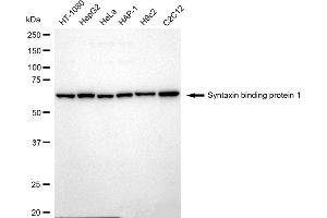 Western blotting analysis using Syntaxin binding protein 1 antibody (ABIN7800497).