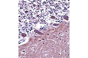 AP2A1 Antibody immunohistochemistry analysis in formalin fixed and paraffin embedded human cerebellum tissue followed by peroxidase conjugation of the secondary antibody and DAB staining. (alpha Adaptin antibody  (C-Term))