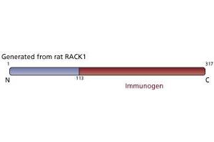 Image no. 3 for anti-Guanine Nucleotide Binding Protein (G Protein), beta Polypeptide 2-Like 1 (GNB2L1) (AA 113-317) antibody (ABIN967797) (GNB2L1 antibody  (AA 113-317))