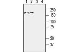 Western Blotting (WB) image for anti-Plexin A3 (PLXNA3) (AA 440-453), (Extracellular) antibody (ABIN7043438)