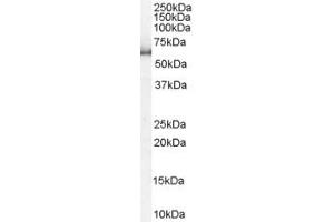 ABIN185156 staining (1µg/ml) of HeLa lysate (RIPA buffer, 35µg total protein per lane). (KPNA1 antibody  (N-Term))
