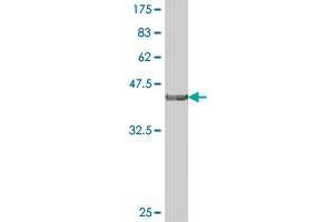 Western Blot detection against Immunogen (38. (CNTF Receptor alpha antibody  (AA 47-158))