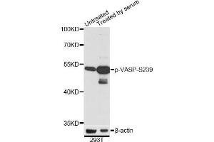 Western blot analysis of extracts of 293T cells, using Phospho-VASP-S239 antibody (ABIN2987551) at 1/2000 dilution. (VASP antibody  (pSer239))