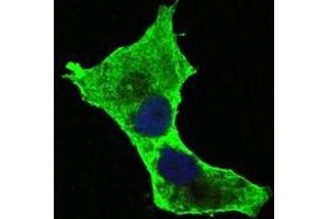 Immunofluorescence (IF) image for anti-Death-Domain Associated Protein (DAXX) antibody (ABIN1106953) (DAXX antibody)