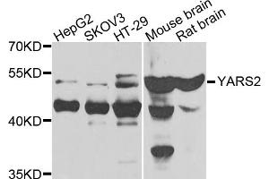 Western blot analysis of extracts of various cell lines, using YARS2 antibody (ABIN5974475) at 1/1000 dilution. (YARS2 antibody)