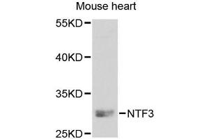 Western blot analysis of extracts of mouse heart, using NTF3 antibody (ABIN5971628) at 1:250 dilution. (Neurotrophin 3 antibody)